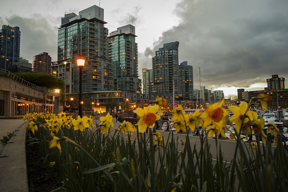 ©_Nimesh_Devkota_(meshart.ca)_@nimeshartwork _all_rights_reserved how matching is the flowers at the seawall to the buildings downtown Vancouver eh