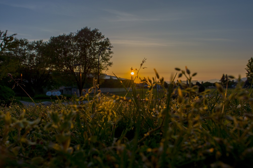 ©_Nimesh_Devkota_(meshart.ca)_@nimeshartwork _all_rights_reserved_commercial drive _sunset at hillcrest riley park grass growing